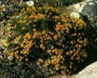 drought tolerant plants for California