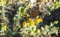drought tolerant plants for California