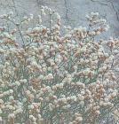 drought tolerant plants for California