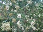 drought tolerant plants for California