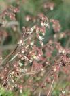 Huechera hirsutissma is a nice little perennial groundcover for a small shady spot..