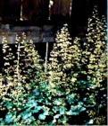 Foliage in clumps 1-2 feet across with 4" reddish-green leaves