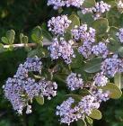 drought tolerant plants for California