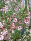 drought tolerant plants for California