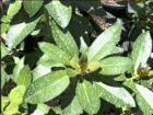 drought tolerant plants for California