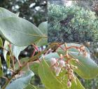 drought tolerant plants for California