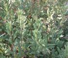 drought tolerant plants for California