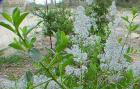 drought tolerant plants for California