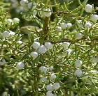 drought tolerant plants for California