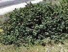 drought tolerant plants for California