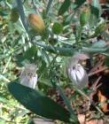 drought tolerant plants for California