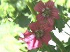 drought tolerant plants for California