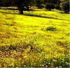 drought tolerant plants for California
