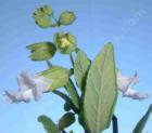 drought tolerant plants for California