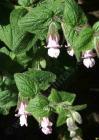 drought tolerant plants for California