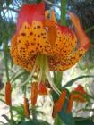 drought tolerant plants for California