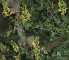 drought tolerant plants for California
