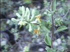 drought tolerant plants for California