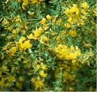 drought tolerant plants for California