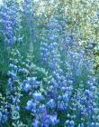 drought tolerant plants for California