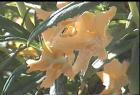 drought tolerant plants for California