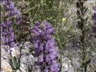 drought tolerant plants for California
