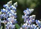 drought tolerant plants for California