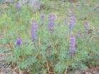 drought tolerant plants for California