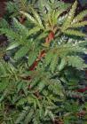 drought tolerant plants for California