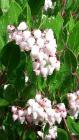 drought tolerant plants for California