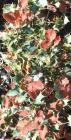 drought tolerant plants for California
