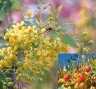 drought tolerant plants for California