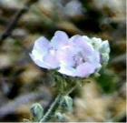 drought tolerant plants for California
