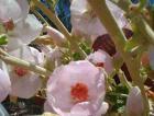 drought tolerant plants for California