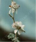 drought tolerant plants for California