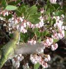 drought tolerant plants for California
