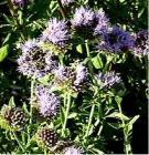 drought tolerant plants for California