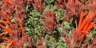 A nice plant in rock garden or as groundcover between steps, has dark green leaves with purple margins.