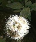 drought tolerant plants for California