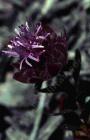 drought tolerant plants for California