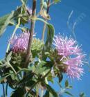 drought tolerant plants for California