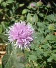 drought tolerant plants for California
