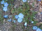 drought tolerant plants for California