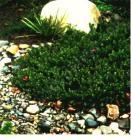 drought tolerant plants for California