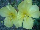 drought tolerant plants for California