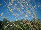 drought tolerant plants for California