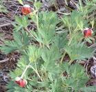 drought tolerant plants for California