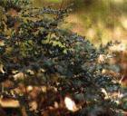 drought tolerant plants for California