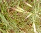 A small scale lawn like ground cover.