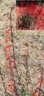 drought tolerant plants for California